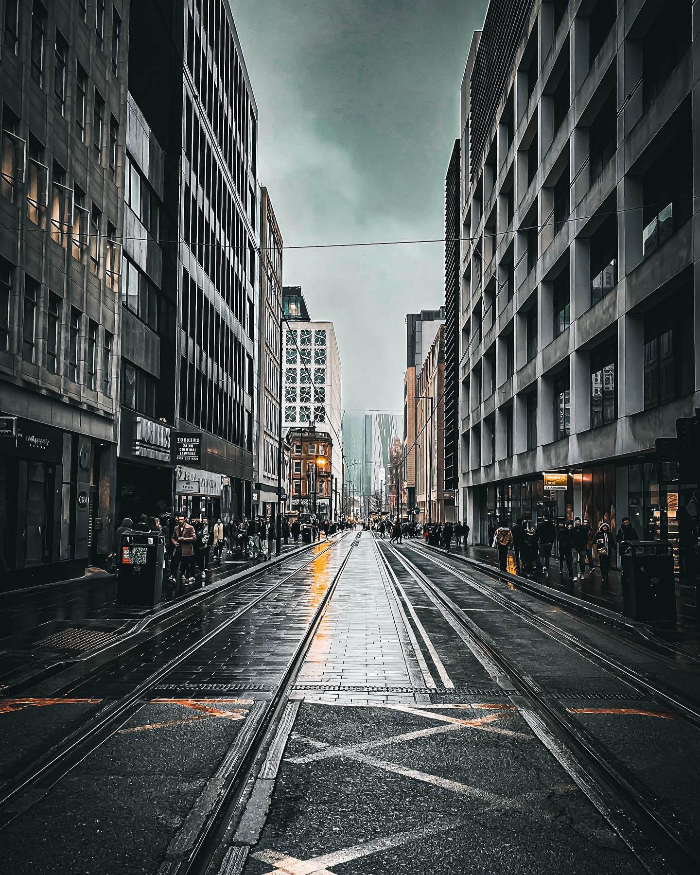 Dog portrait in natural light